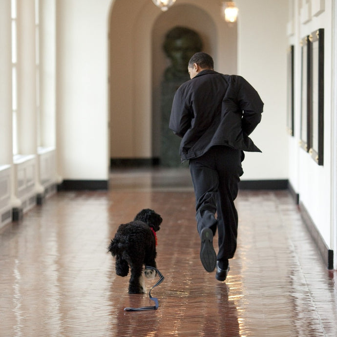 Dogs Return to the White House, But Have Canines Ever Officially Been Elected to Office?