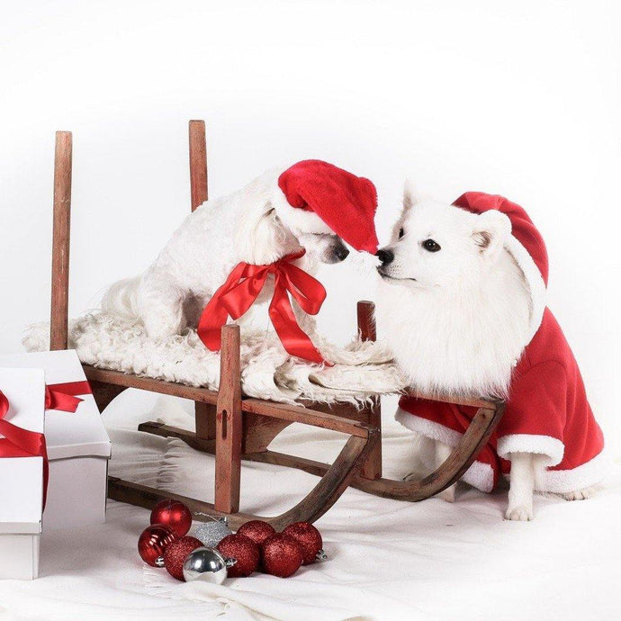 Top Ten Funny Christmas Sweaters for Dog Lovers
